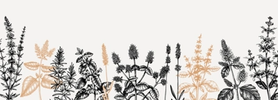 Mints. Hand drawn medicinal herbs banner design. Vector mint plants sketches. Vintage summer herbs template. Botanical background with floral elements in engraved style. Herbs outlines